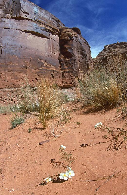 1996-04 Utah Trip 63 Horse Shoe Canyon.jpg